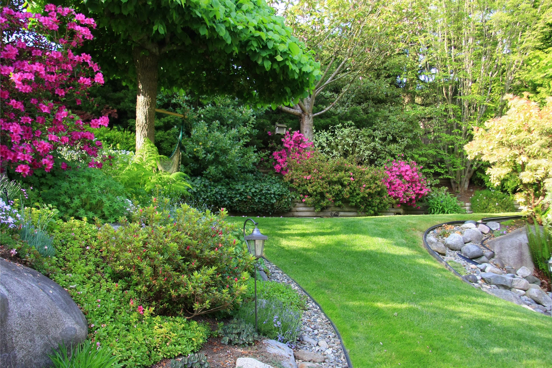 Jardin paysager avec pelouse entretenue, massifs de rhododendrons roses en fleurs, arbustes variés et arbres matures