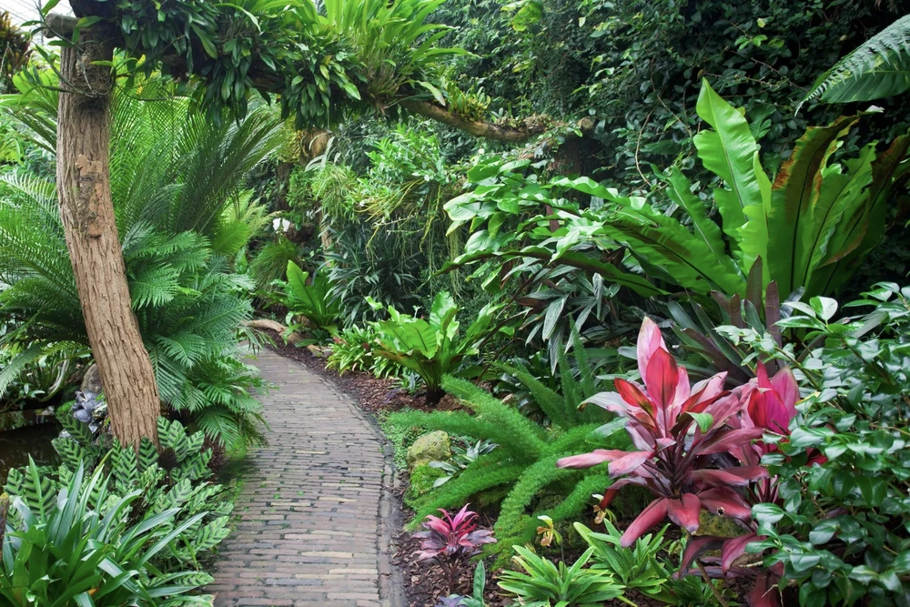 Jardin tropical luxuriant avec sentier pavé serpentant entre végétation dense