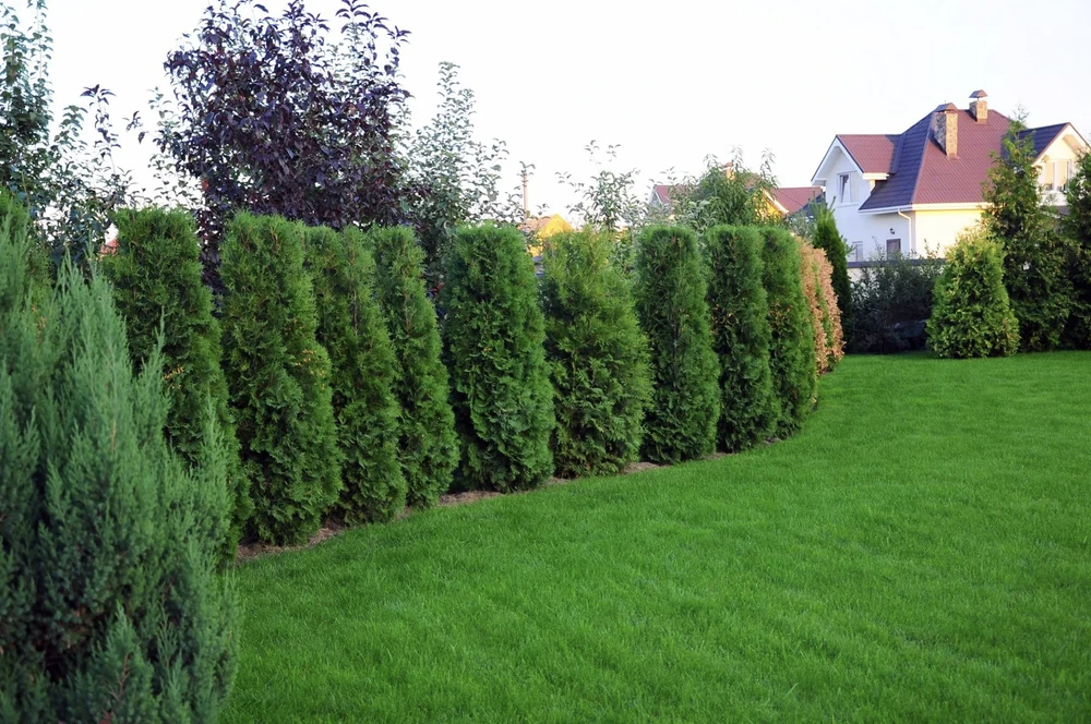 Jardin résidentiel avec pelouse verte entretenue et haie de thuyas taillée formant une clôture végétale