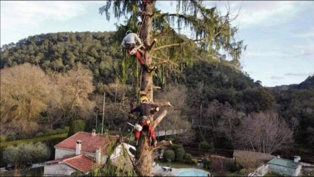 Élagage d'arbre en milieu résidentiel avec arboristes professionnels équipés de casques de sécurité et harnais, utilisant une tronçonneuse pour découper méthodiquement les branches d'un grand conifère