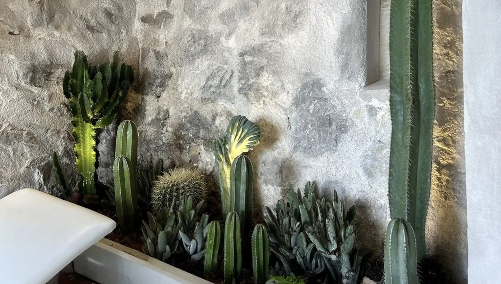 Jardin de cactus et plantes grasses aménagé contre un mur en pierre naturelle patinée