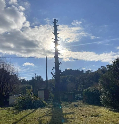 Scène extérieure montrant l'élagage complet d'un grand arbre dans un jardin résidentiel