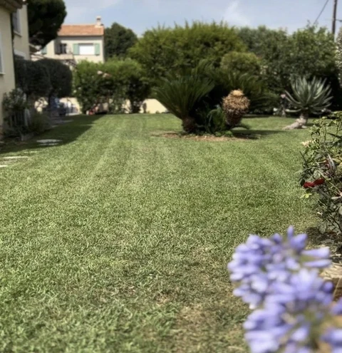 Jardin résidentiel extérieur avec pelouse verte bien entretenue, bordures paysagères et végétation diverse