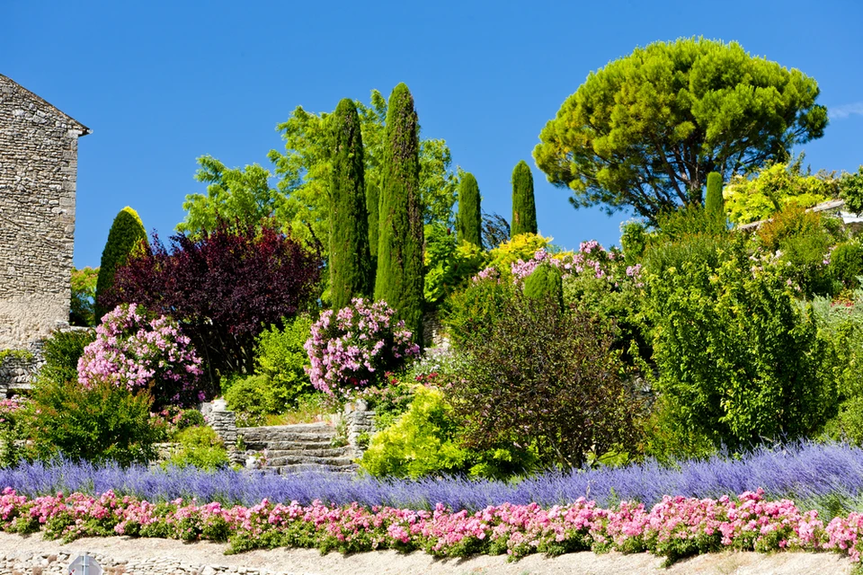 Paysage m&eacute;diterran&eacute;en en terrasse avec oliviers centenaires aux feuillages argent&eacute;s, cypr&egrave;s &eacute;lanc&eacute;s et murets en pierres s&egrave;ches calcaires