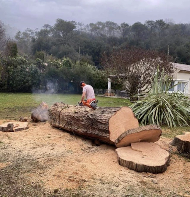 Jardin résidentiel extérieur avec pelouse verte bien entretenue, bordures paysagères et végétation diverse