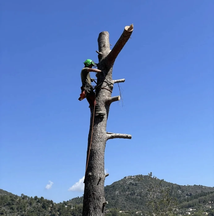 Aménagement paysager extérieur avec escalier en pierre naturelle serpentant dans une pente