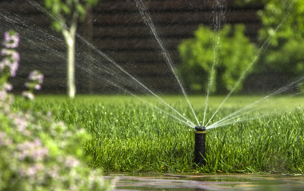 Scène extérieure de jardinage avec personne arrosant des plants de légumes dans jardinière en bois
