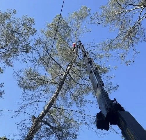 Jardin résidentiel avec pelouse verte entretenue et haie de thuyas taillée formant une clôture végétale