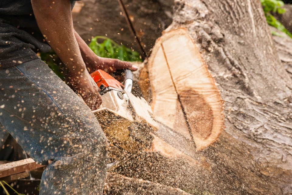 Un travailleur masculin, portant un casque de sécurité et des gants, utilise une tronçonneuse dans une forêt verdoyante