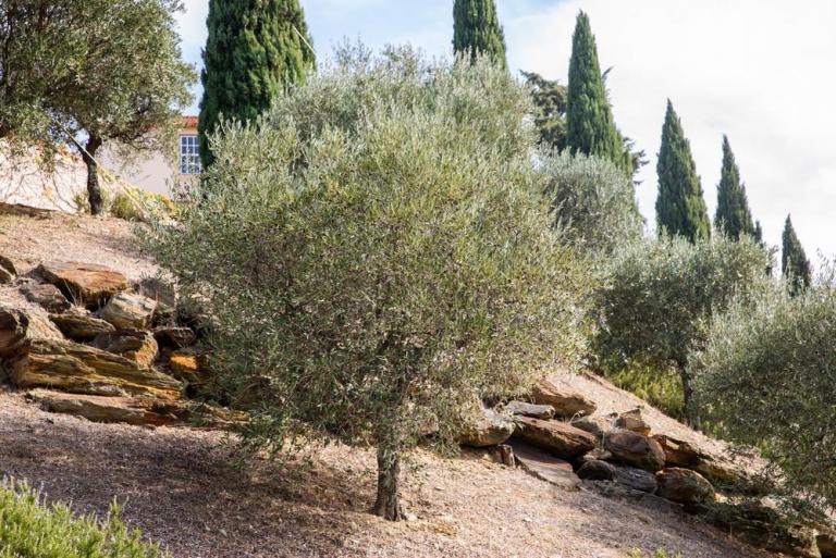 À Villeneuve-Loubet, quand programmer l'élagage de vos arbres ?
